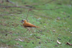 Furnarius leucopus