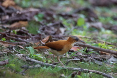 Furnarius leucopus