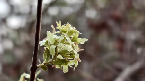 Getonia floribunda observed 2026-05-01