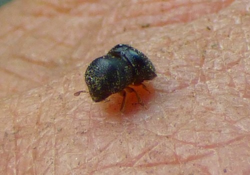 Camphor Shot Borer photo 3