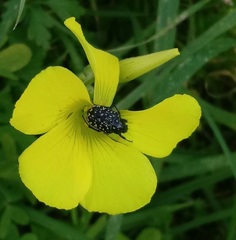 Oxythyrea