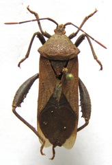 Piezogaster odiosus