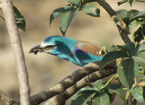 Abyssinian Roller