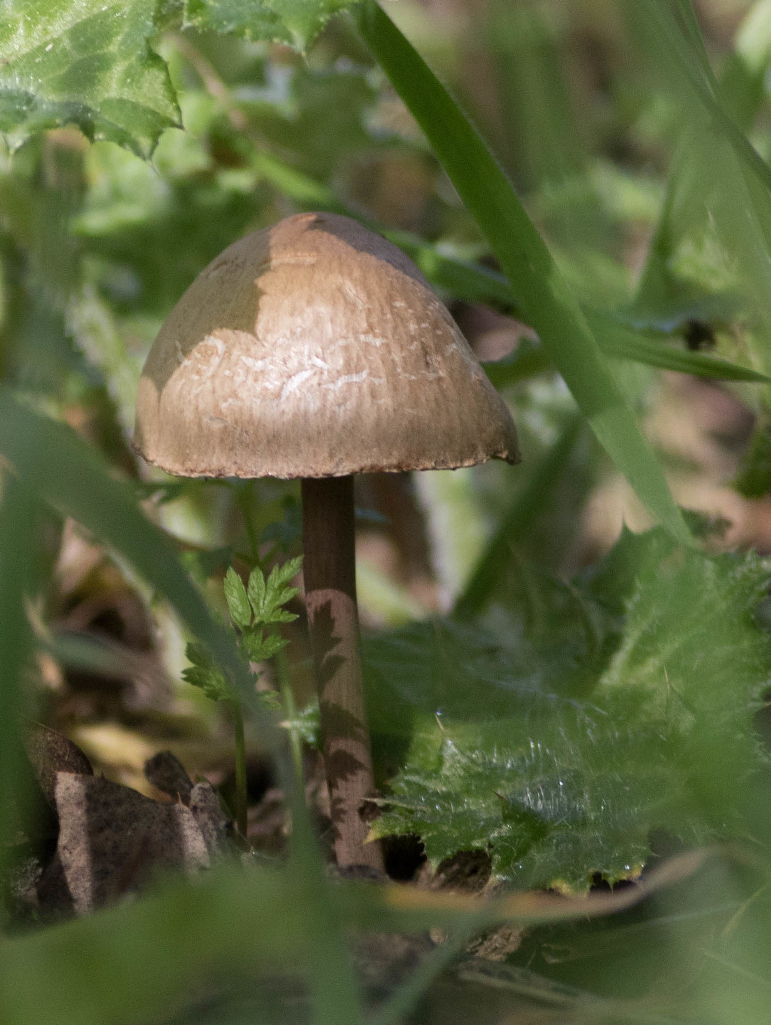 Panaeolus papilionaceus image