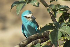 Coracias abyssinicus