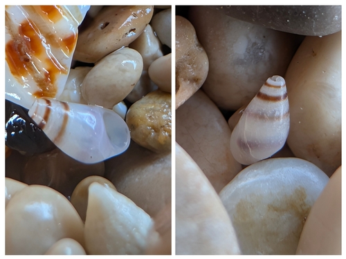 Rissoa violacea, 2026-05-01