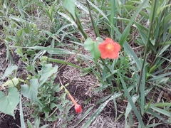 Ipomoea rubriflora