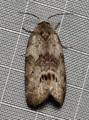 Polygrammate cadburyi
