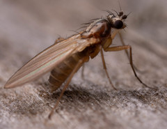 Lonchoptera bifurcata