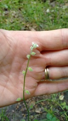 Myosotis macrosperma