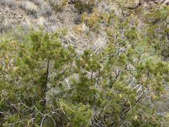 Juniperus arizonica, photograph (c) CK2AZ, some rights reserved (CC BY)