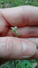 Myosotis macrosperma