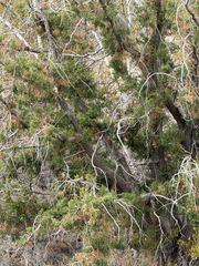 Juniperus arizonica, photograph (c) CK2AZ, some rights reserved (CC BY)