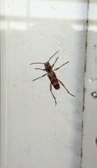 Xylotrechus smei