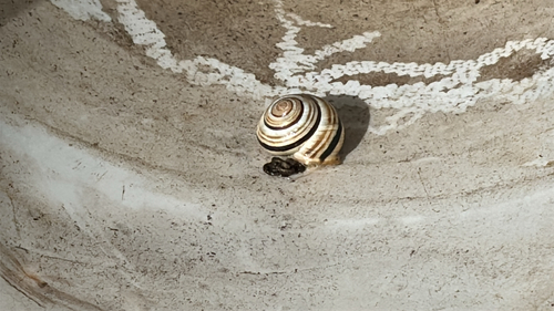 Caucasotachea vindobonensis