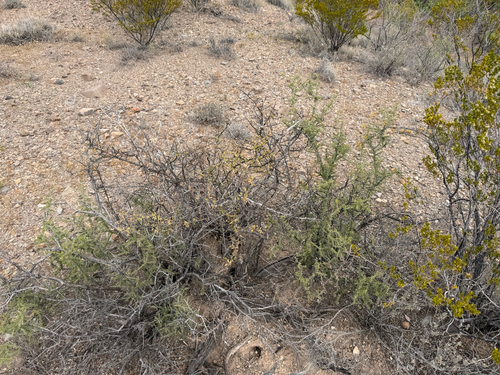 Condalia warnockii, photograph 6