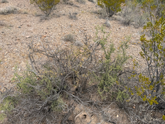 Condalia warnockii, photograph (c) CK2AZ, some rights reserved (CC BY)