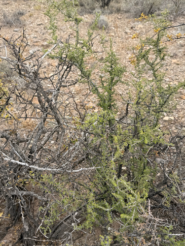 Condalia warnockii, photograph 5