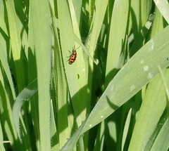 Crioceris bicruciata