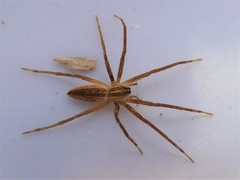 Pisaurina dubia