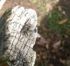 Protophormia terraenovae