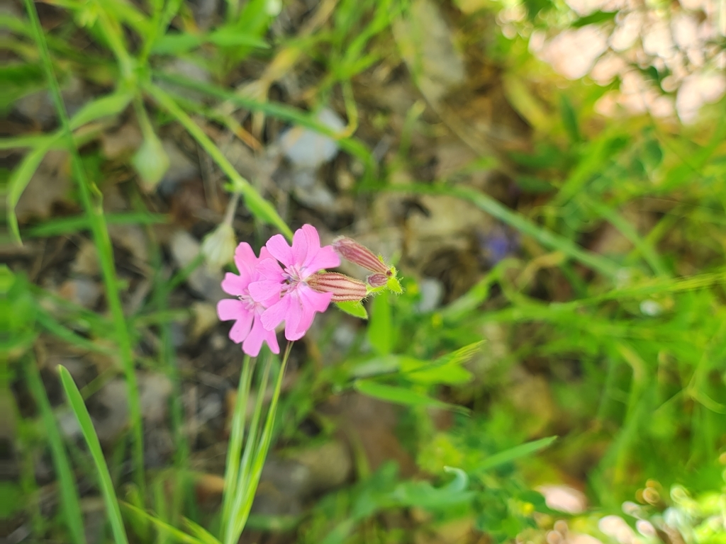 Silene pendula; photograph author not stated, no rights reserved