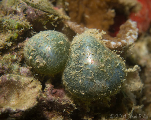 Valonia ventricosa observed 2014-01-25