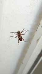 Xylotrechus smei