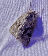 Achatia distincta