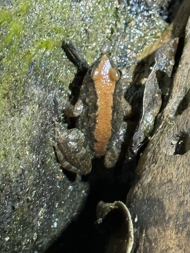 Natal Puddle Frog