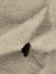 Stenolophus ochropezus