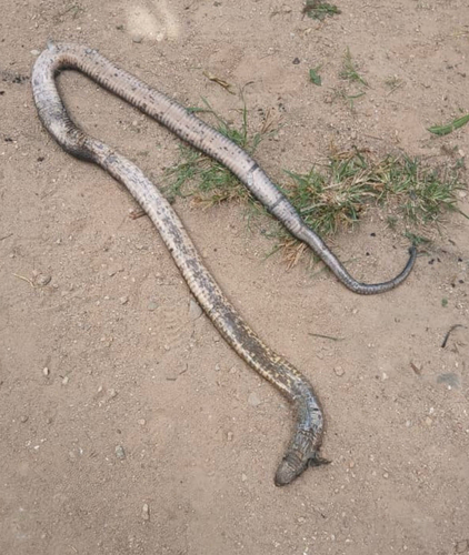 Snouted Cobra