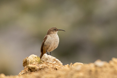 Upucerthia validirostris