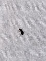 Stenolophus ochropezus