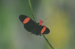 Heliconius erato adana