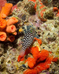 Canthigaster jactator