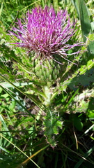 Cirsium drummondii