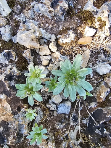 Filago pygmaea, photograph 4