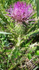 Cirsium drummondii