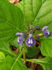 Salvia urticifolia
