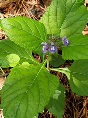 Salvia urticifolia