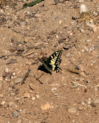 Old World Swallowtail
