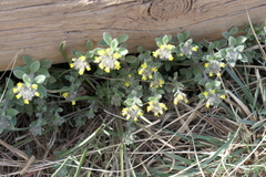 Alyssum desertorum