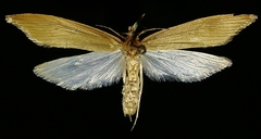 Donacaula nitidellus