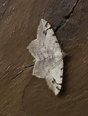 Macaria aequiferaria