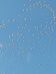 Pelecanus erythrorhynchos