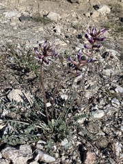 Astragalus tephrodes