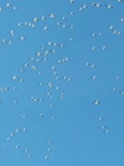 Pelecanus erythrorhynchos