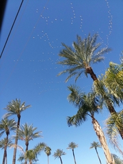 Pelecanus erythrorhynchos