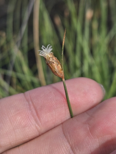 Fimbristylis tristachya, photograph 4